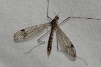 Nephrotoma quadrifaria