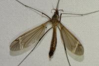 Tipula fascipennis