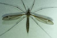 Tipula lateralis