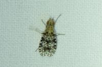 Trypetoptera punctulata