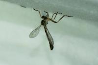 Leptogaster cylindrica