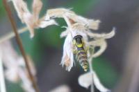 Sphaerophoria