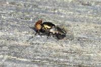Physiphora alceae