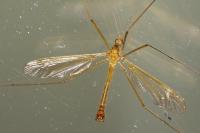 Tipula lunata