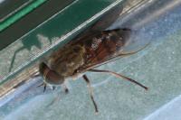 Tabanus eggeri