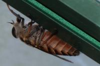 Tabanus eggeri