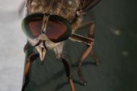 Tabanus eggeri