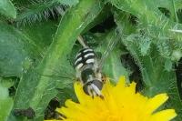 Scaeva pyrastri