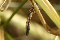 Leptogaster cylindrica