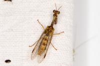 Mantispa styriaca