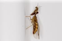 Mantispa styriaca