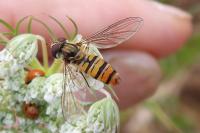 Episyrphus balteatus