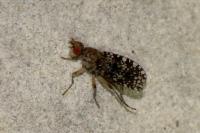 Trypetoptera punctulata