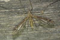 Tipula lateralis
