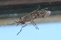 Haematopota pluvialis