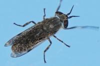 Haematopota pluvialis