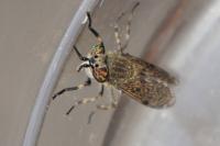 Haematopota pluvialis