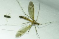 Tipula fascipennis
