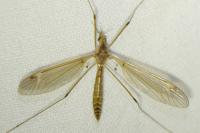 Tipula helvola