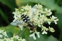 Scaeva pyrastri
