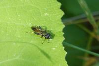 Xylota segnis