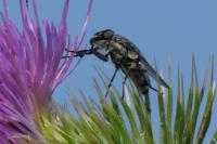 Stomorhina lunata