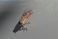 Tabanus eggeri