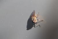 Tabanus eggeri