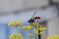 Cylindromyia bicolor
