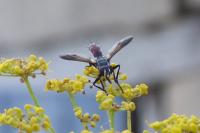 Cylindromyia bicolor