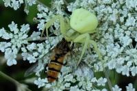 Episyrphus balteatus