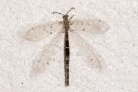 Distoleon tetragrammicus