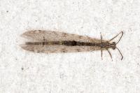 Distoleon tetragrammicus
