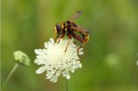 Milesia crabroniformis