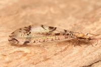 Dendroleon pantherinus