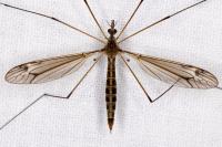 Tipula lateralis
