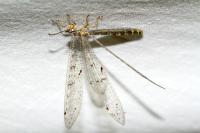 Distoleon tetragrammicus