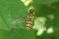 Episyrphus balteatus