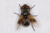 Ectophasia crassipennis