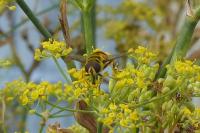 Myathropa florea