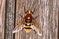 Volucella zonaria