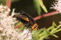 Tachina grossa