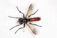 Cylindromyia bicolor