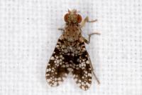 Trypetoptera punctulata