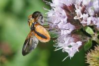 Ectophasia crassipennis