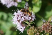 Ectophasia crassipennis