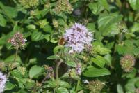 Bombylius cruciatus