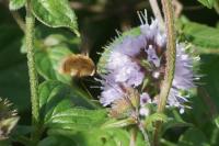 Bombylius cruciatus