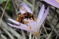 Milesia crabroniformis