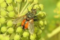 Peleteria rubescens